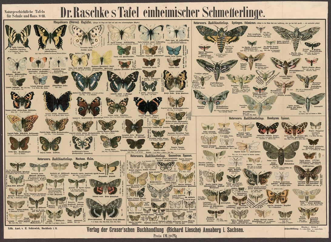 Native butterflies by E. Schiewick, 1909 — digital art print download