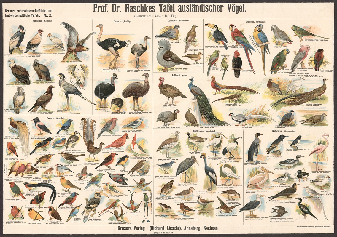 Foreign birds by Э. Шивик, 1909 — digital art print download
