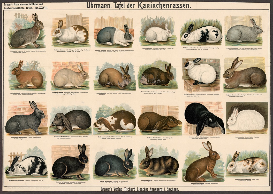 Rabbit Breeds by Э. Шивик, 1909 — digital art print download