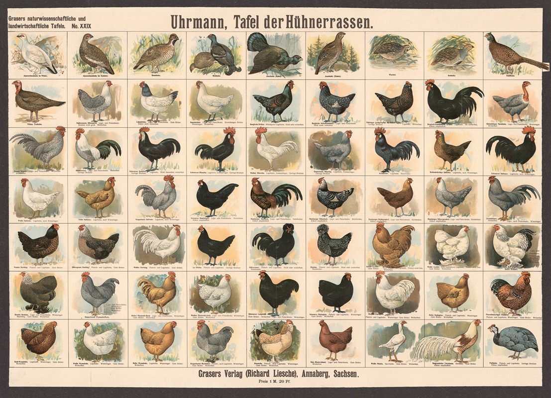 Chicken breeds by E. Schiewick, 1909 — digital art print download