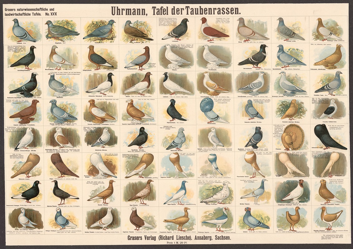 Pigeon breeds by Э. Шивик, 1909 — digital art print download