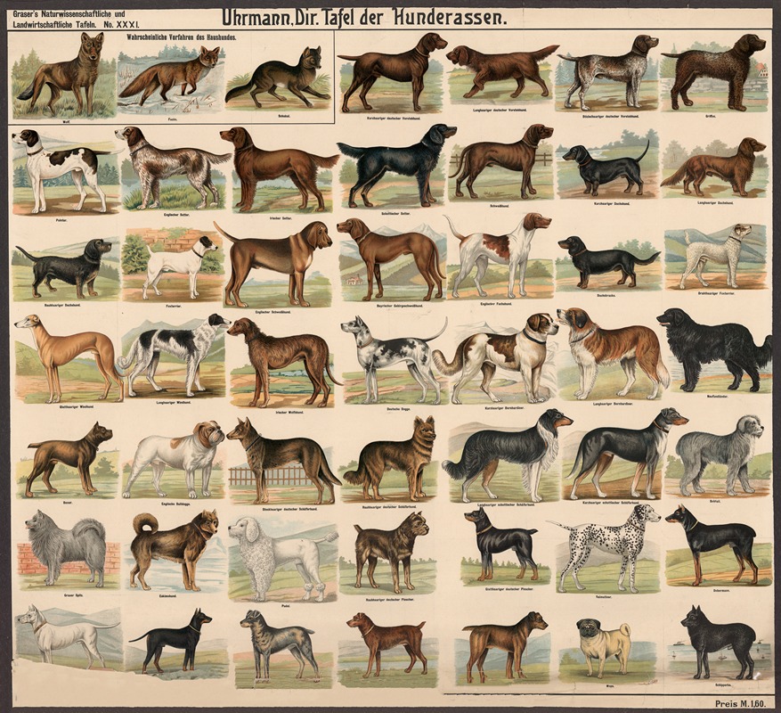 Dog breeds by Э. Шивик, 1909 — digital art print download