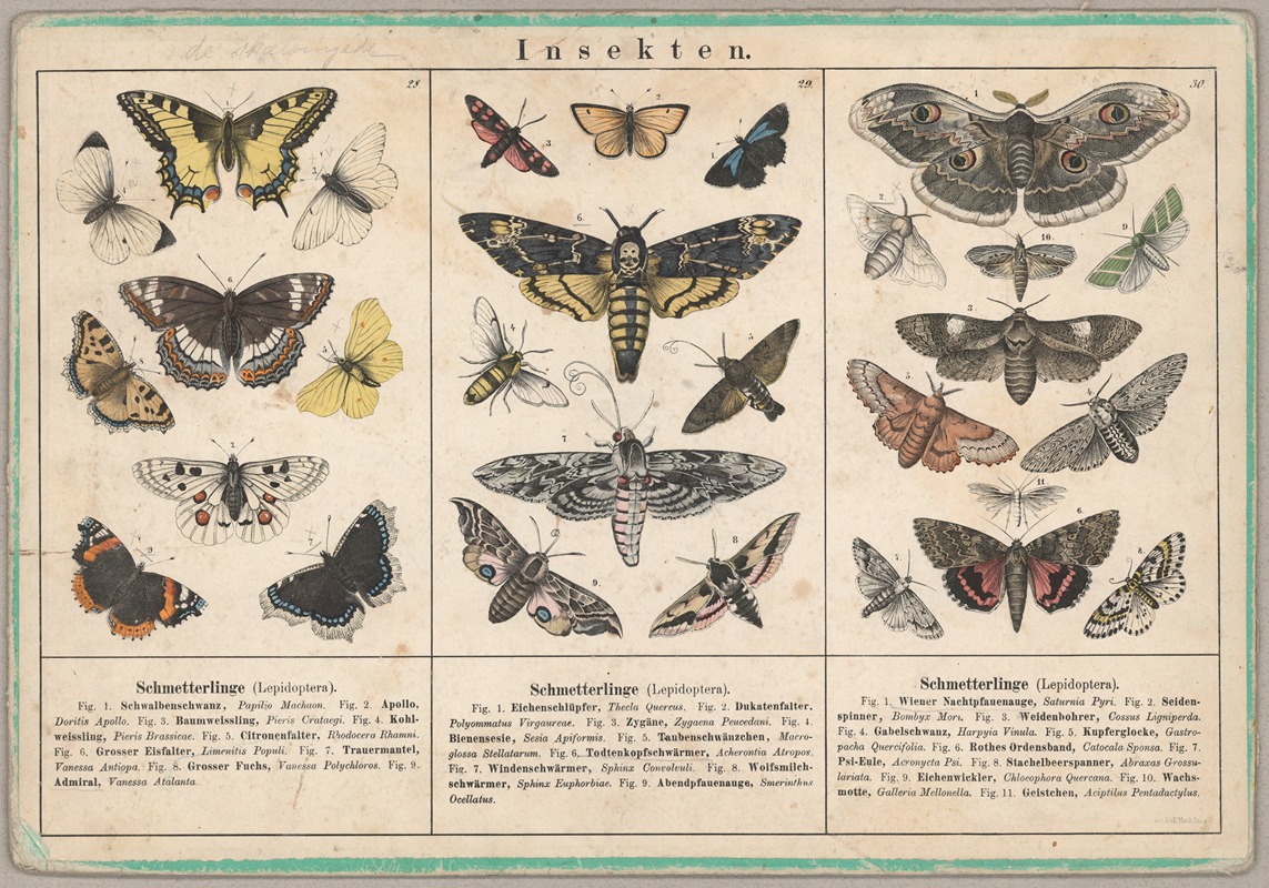 Insekten by Emil Hochdanz Co., 1870 — digital art print download