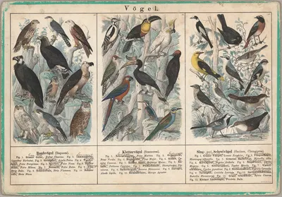 Vögel by Emil Hochdanz Co., 1870 — digital art print download