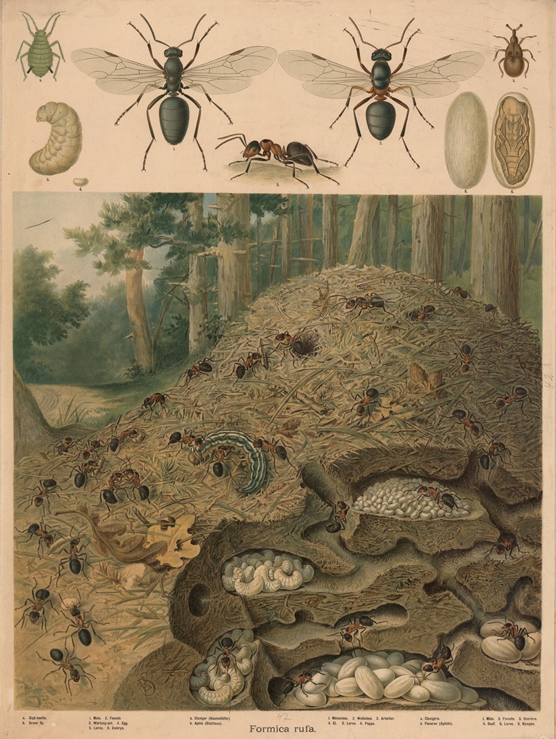 Anthill by Emil Schmidt, 1882 — digital art print download