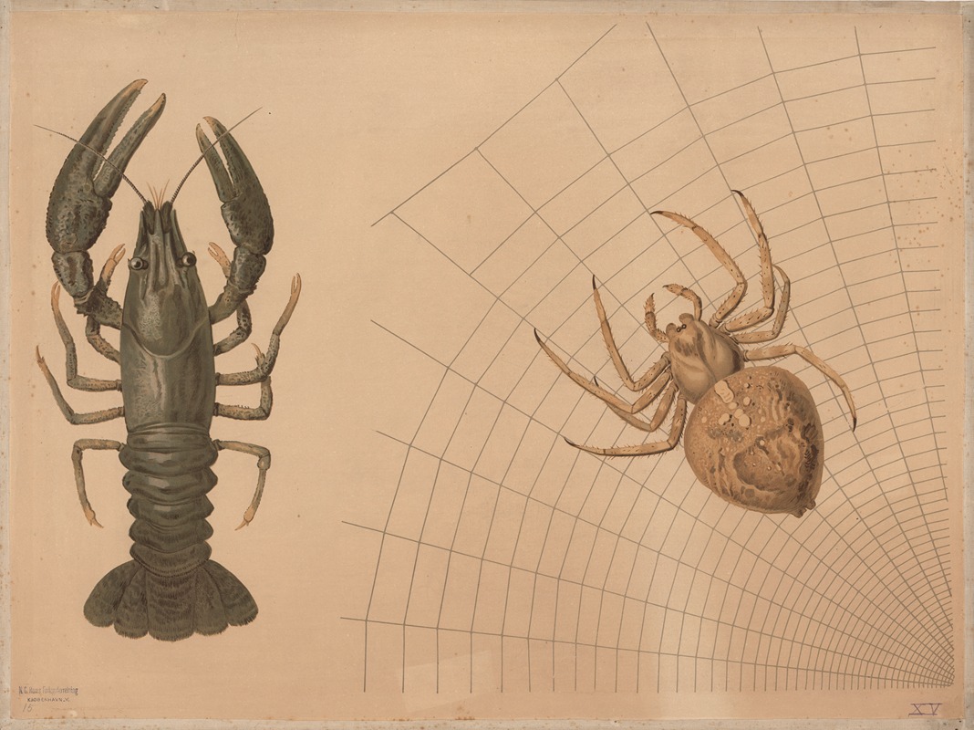 Crayfish and spider by Emil Schmidt, 1882 — digital art print download
