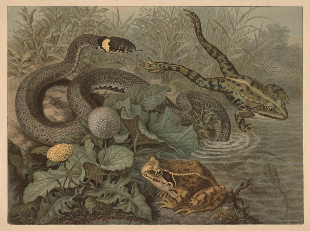 Frog and rattlesnake by Emil Schmidt, 1882 — digital art print download