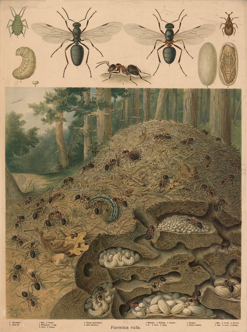 Red wood ant (Formica rufa), Anthill by Emil Schmidt, 1890 — digital art print download