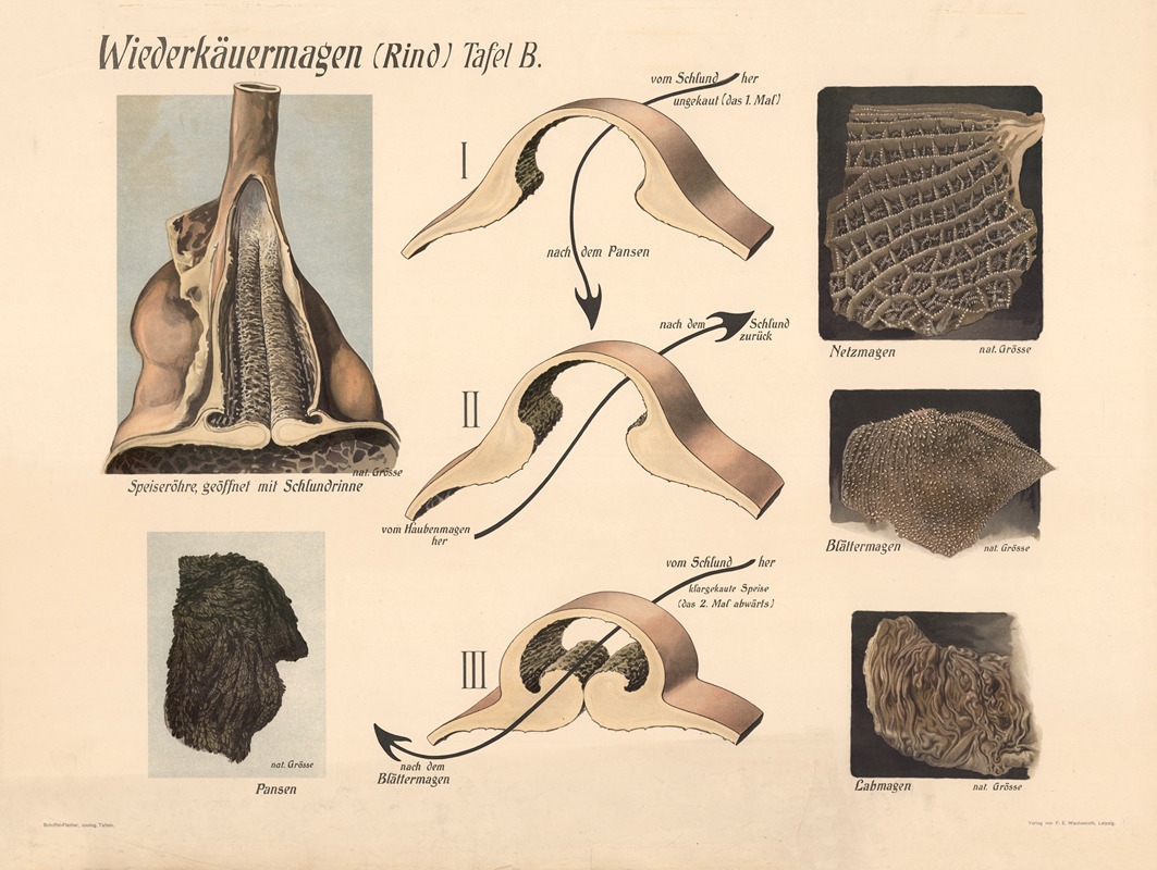 Ruminant stomach (cattle) by Ф. Э. Вахсмута, 1907 — digital art print download
