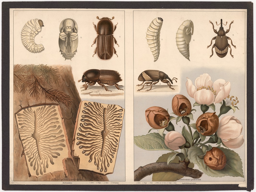 Bark beetle (Bostrychus typographus), Apple blossom weevil (Anthonomus pomorum) by Ф. Э. Вахсмута, 1890 — digital art print…
