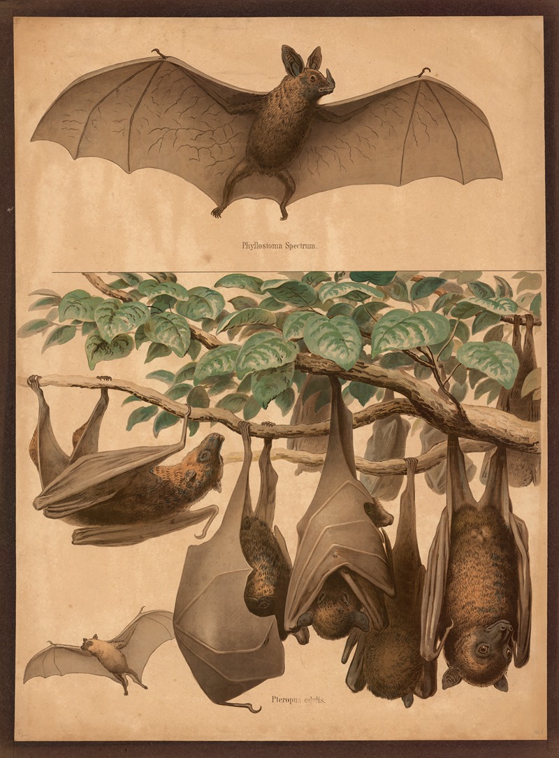 Bat, Black-eared flying fox by F. E. Wachsmuth, 1890 — digital art print download