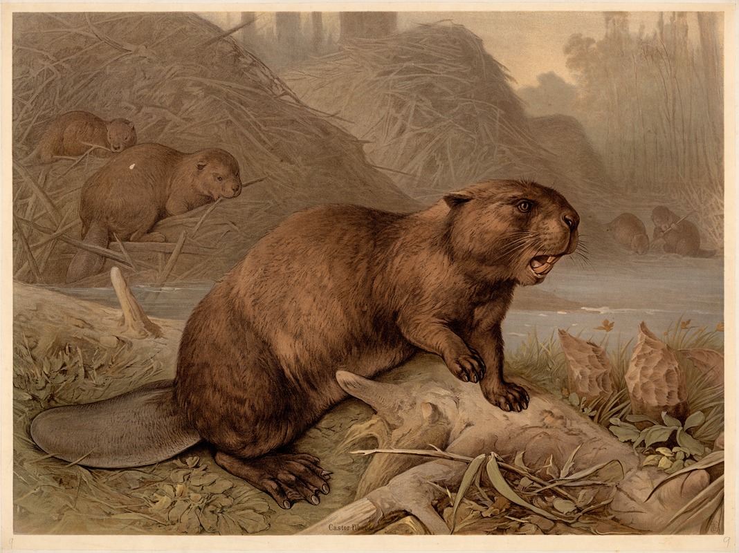 Beaver (Castor fiber) by F. E. Wachsmuth, 1890 — digital art print download