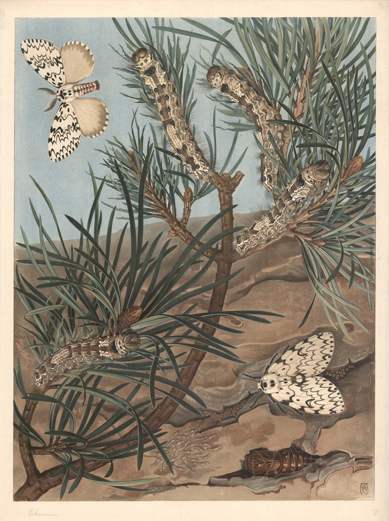 Black arches (Nun moth) by Ф. Э. Вахсмута, 1890 — digital art print download
