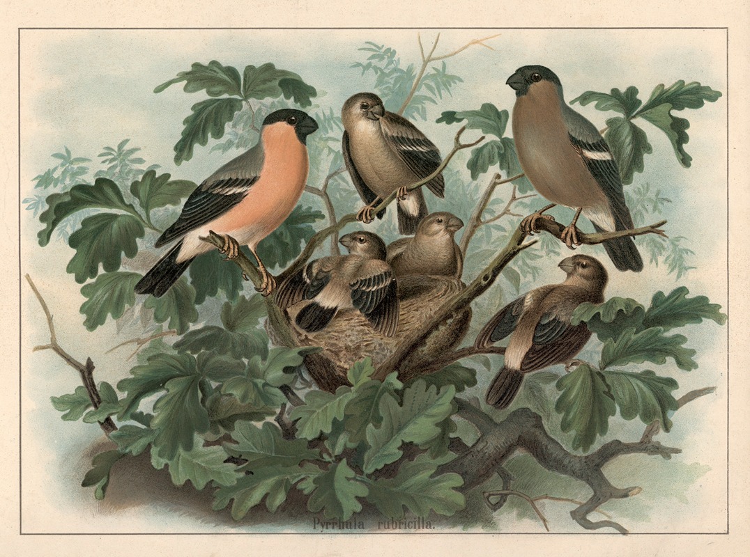 Bullfinch (Pyrrhula pyrrhula) by Ф. Э. Вахсмута, 1890 — digital art print download
