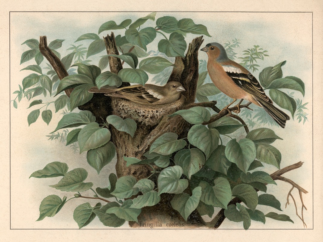 Chaffinch (Fringilla coelebs) by Ф. Э. Вахсмута, 1890 — digital art print download