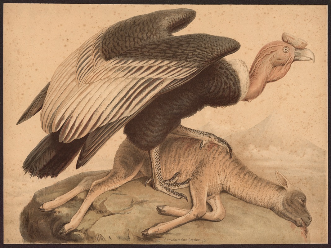 Condor (Sarcoramphus gryphus) by F. E. Wachsmuth, 1890 — digital art print download
