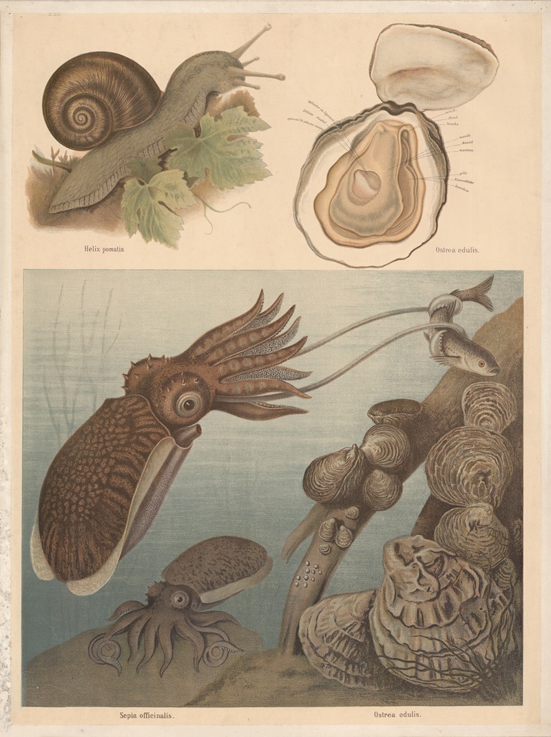 Cuttlefish (Sepia officinalus), Oysters (Ostrea edulis) — F. E. Wachsmuth