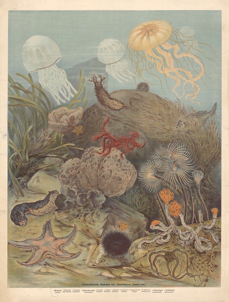 Echinoderms and jellyfish by Ф. Э. Вахсмута, 1890 — digital art print download