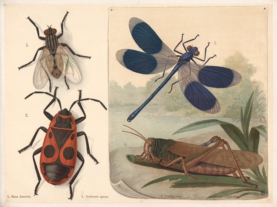 Fly, ladybug, dragonfly, and grasshopper by Ф. Э. Вахсмута, 1890 — digital art print download