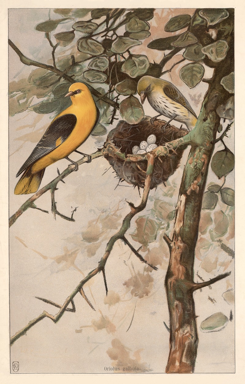 Golden Oriole (Oriolus Galbula) — Ф. Э. Вахсмута