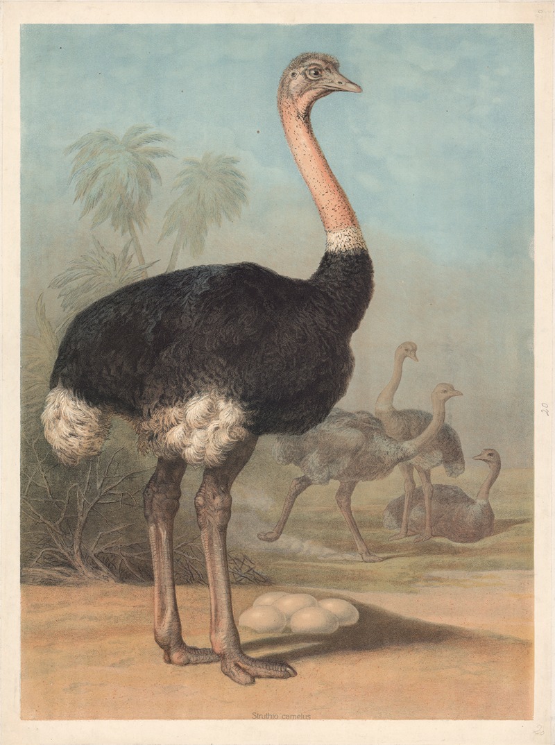Ostrich (Struthio camelus) by Ф. Э. Вахсмута, 1890 — digital art print download