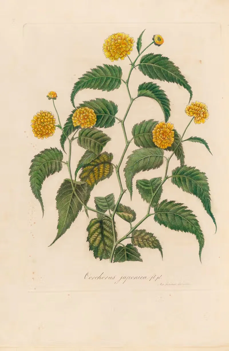 Corchorus japonica by Gaetano Savi, 1818-1824 — digital art print download