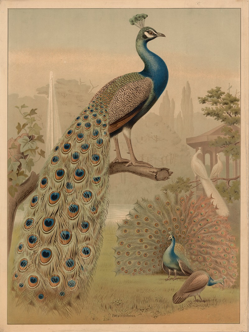 Peafowl (Pavo cristatus) by Ф. Э. Вахсмута, 1890 — digital art print download