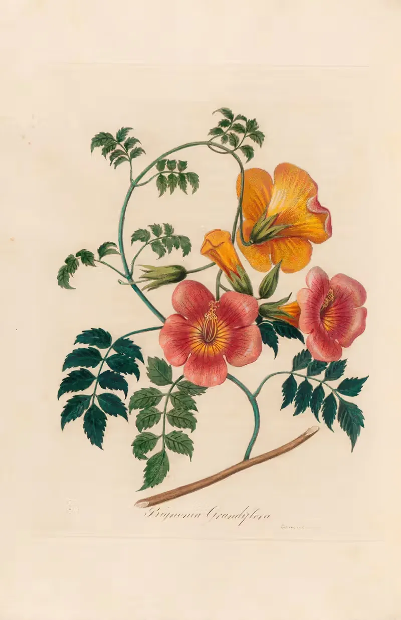 Bignonia Grandiflora by Gaetano Savi, 1818-1824 — digital art print download