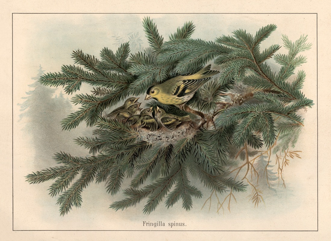 Siskin (Fringilla spinus) by Ф. Э. Вахсмута, 1890 — digital art print download