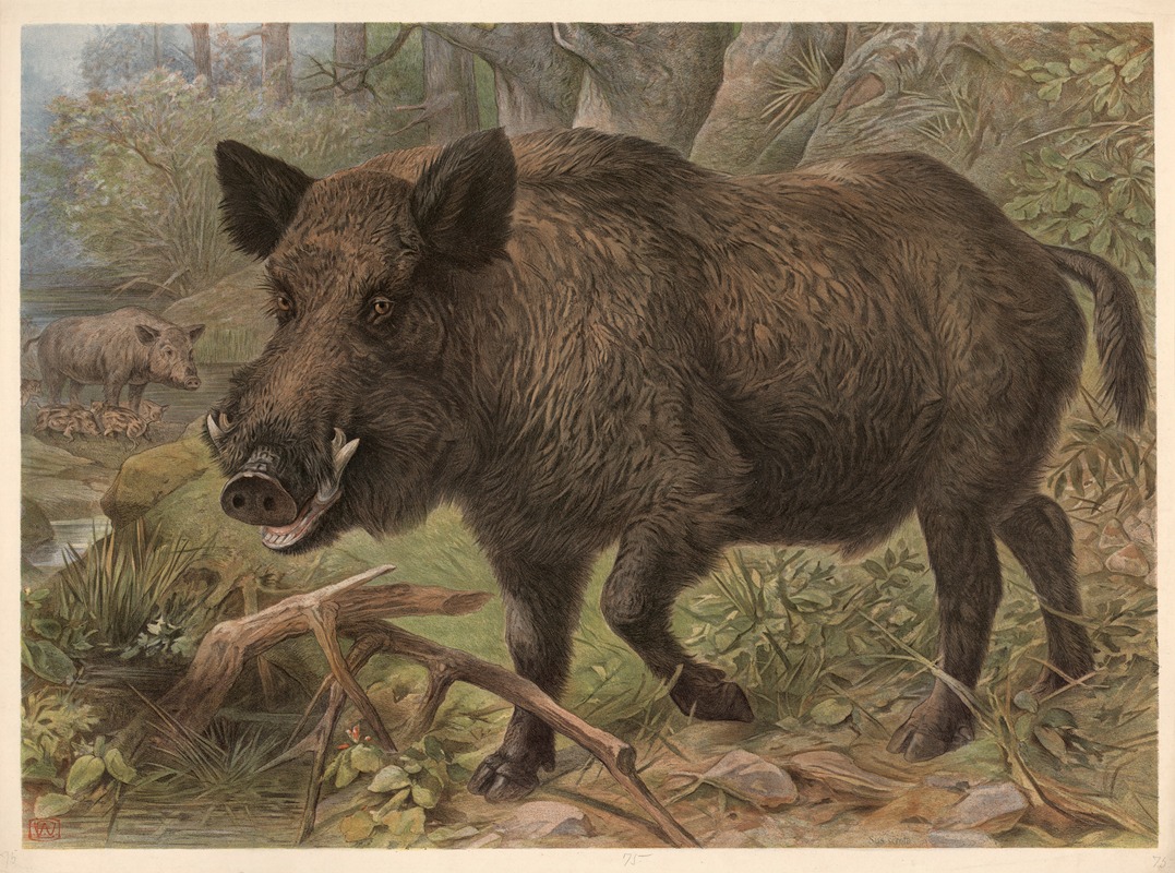 Wild boar (Sus scrofa) by Ф. Э. Вахсмута, 1890 — digital art print download