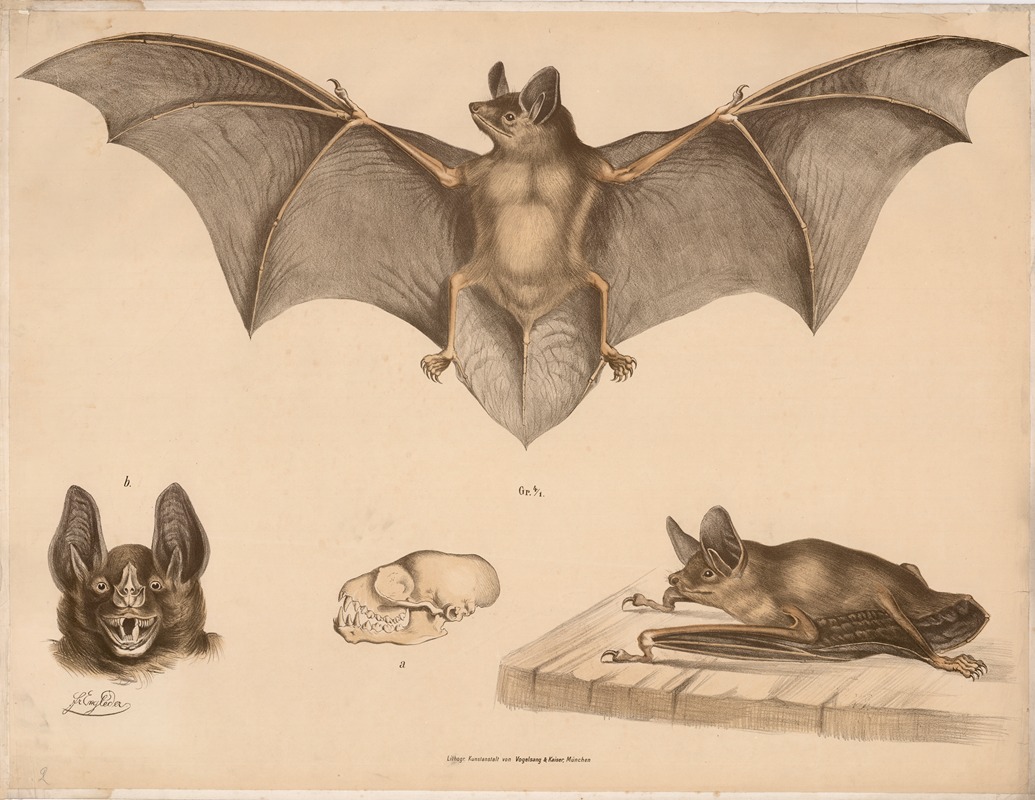 Bat by Franz Engleder, 1860 — digital art print download