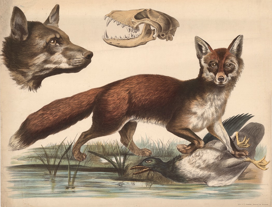 Fox by Franz Engleder, 1860 — digital art print download