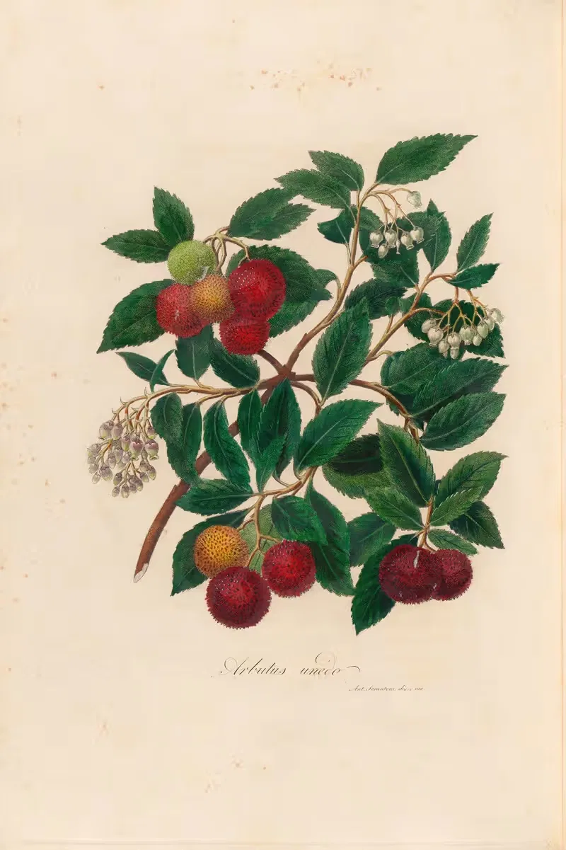 Arbutus unedo by Gaetano Savi, 1818-1824 — digital art print download