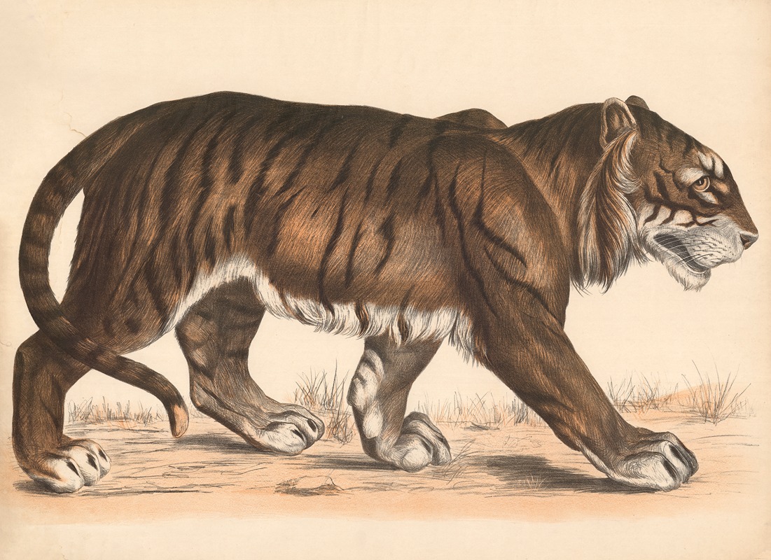 Tiger (Felis Tigris) by Franz Engleder, 1860 — digital art print download