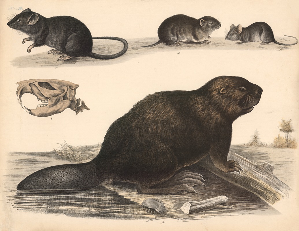 Rat, field mouse, house mouse, beaver by Franz Engleder, 1860 — digital art print download