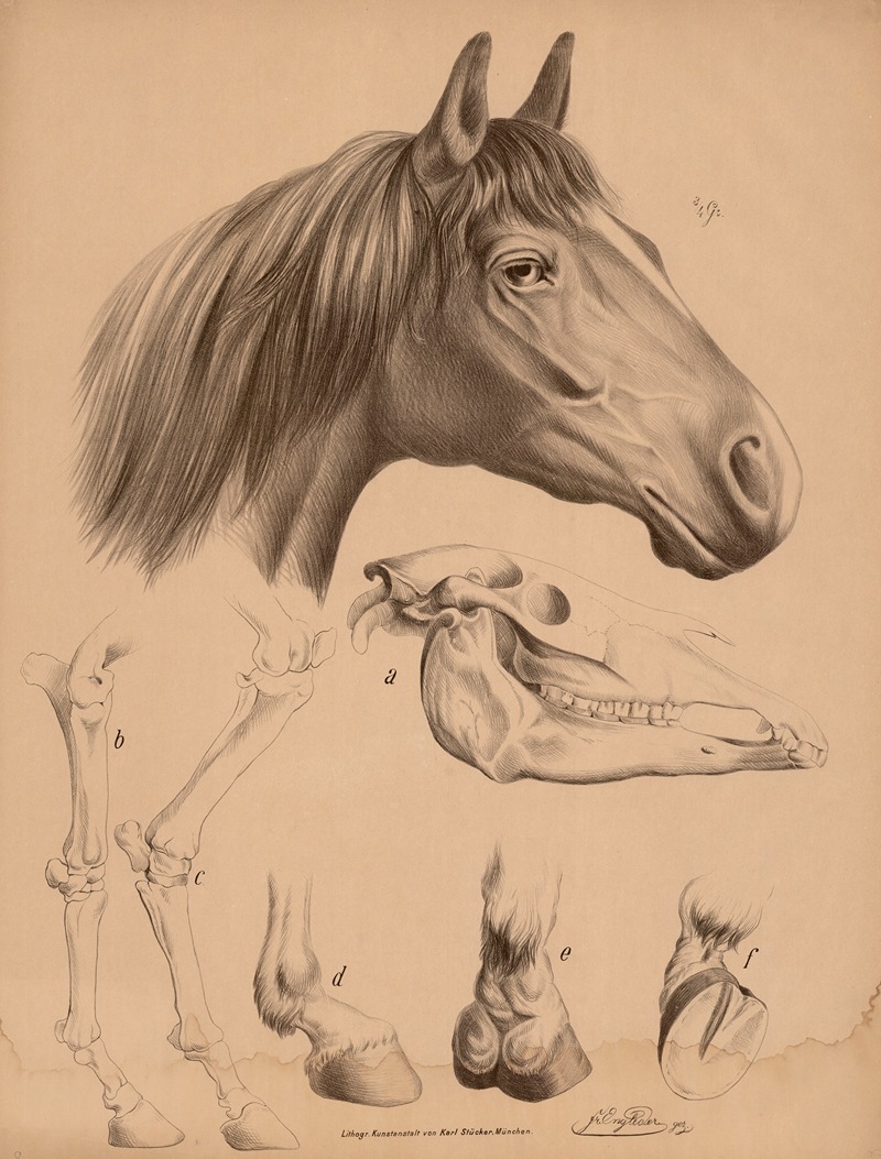 Pferd (Equuaballus) by Franz Engleder, 1860 — digital art print download