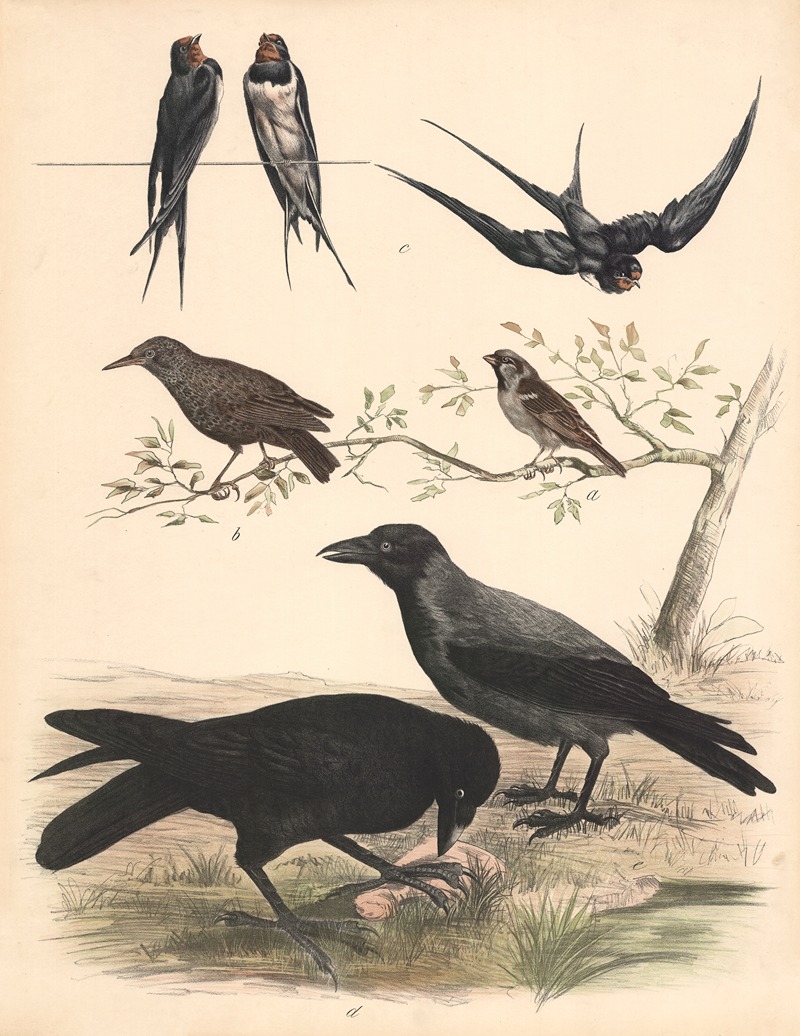 Sparrow, starling, swallow, raven, crow by Franz Engleder, 1860 — digital art print download