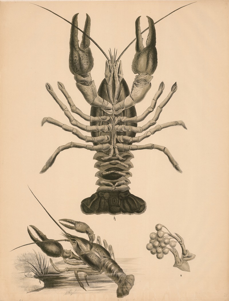 Krebs (Astacus fluviatilis) by Franz Engleder, 1860 — digital art print download