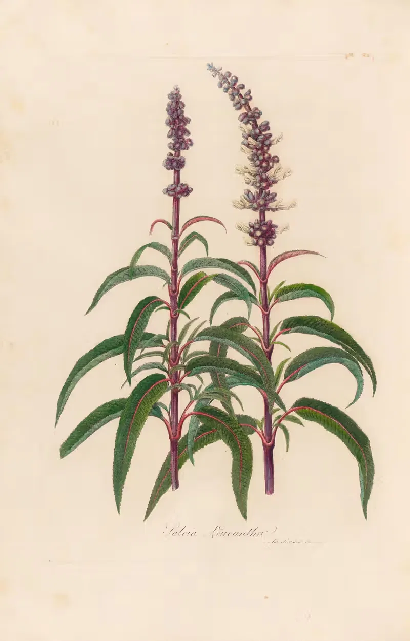 Salvia Leucantha by Gaetano Savi, 1818-1824 — digital art print download