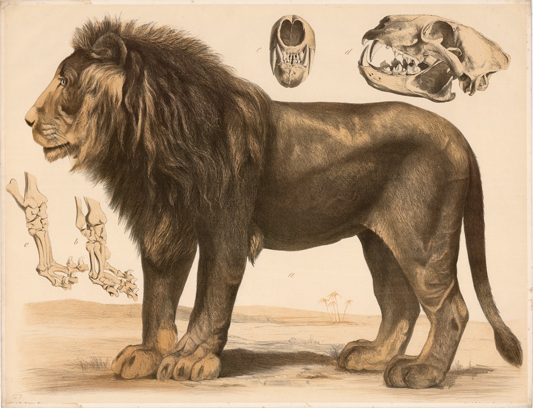 a Löwe (Felis leo) b Vorderfuss c Hinterfuss d e Schädel — Franz Engleder