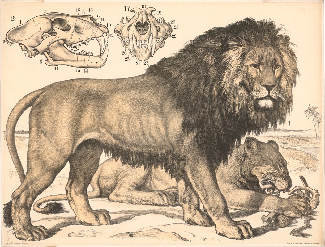 Löwe (Felis leo) by Franz Engleder, 1860 — digital art print download
