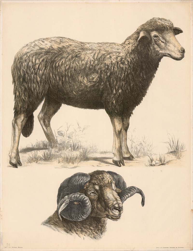 Schaf (Ovis aries) Kopf des Widders — Franz Engleder