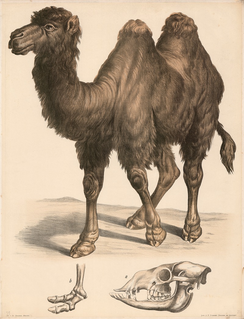 Kamel (Camelus bactrianus) a Schädel, b Fussskelett. — Franz Engleder