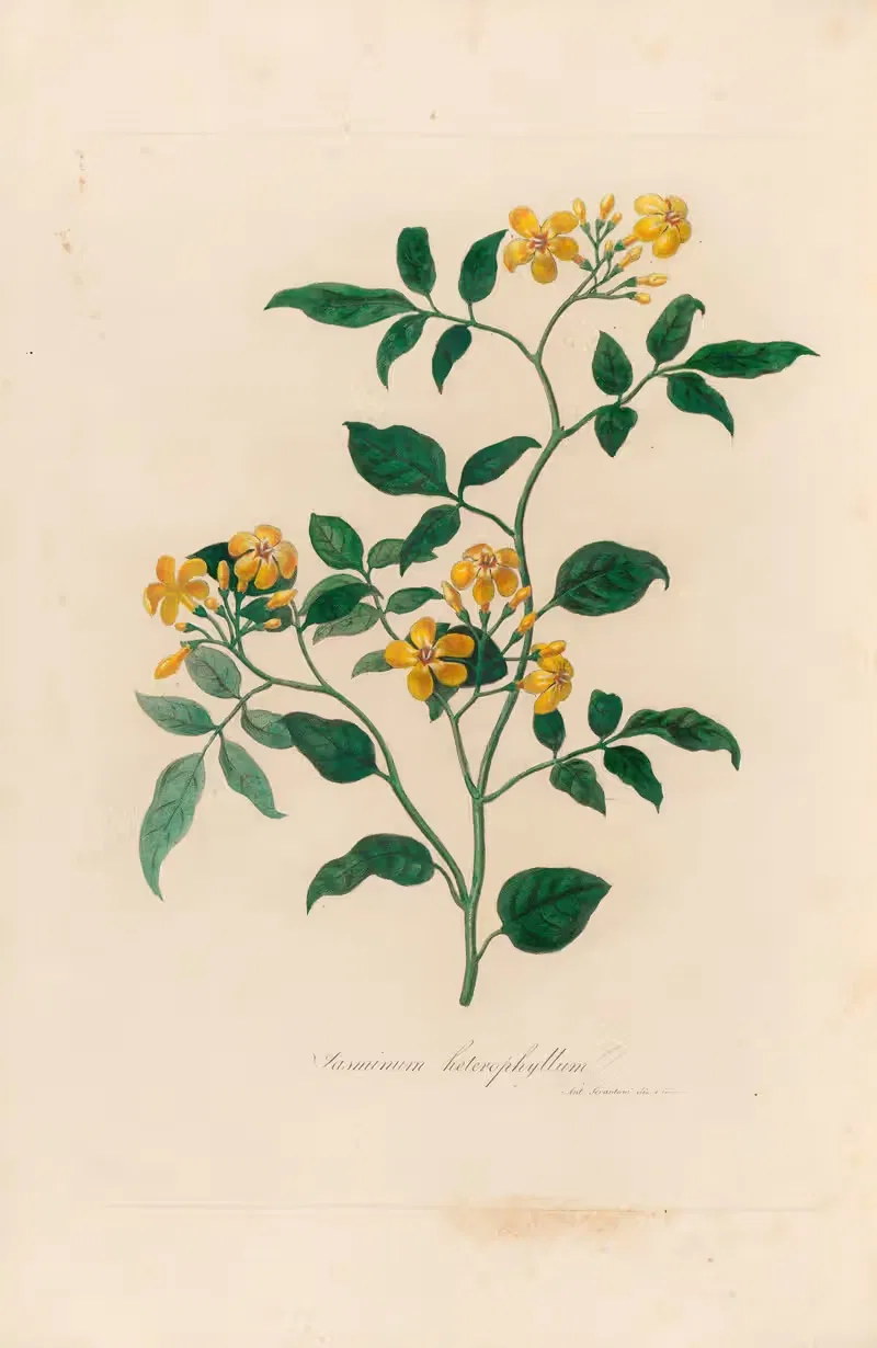 Jasminum heterophyllum by Gaetano Savi, 1818-1824 — digital art print download