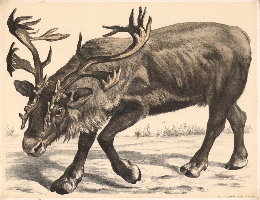 Renntier (Tarandusrangifer) by Franz Engleder, 1860 — digital art print download