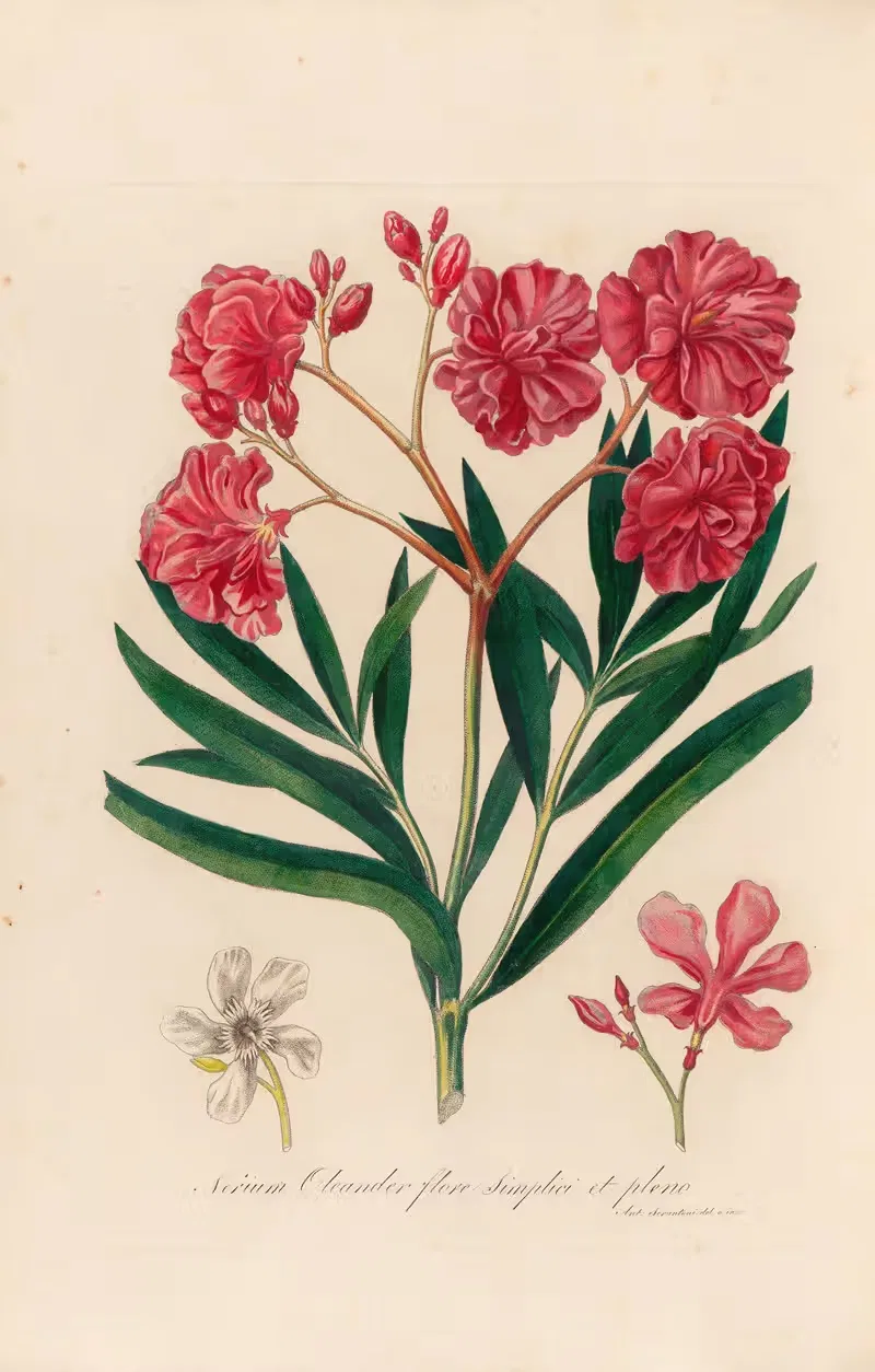 Nerium Oleander flore simplici et pleno — Gaetano Savi