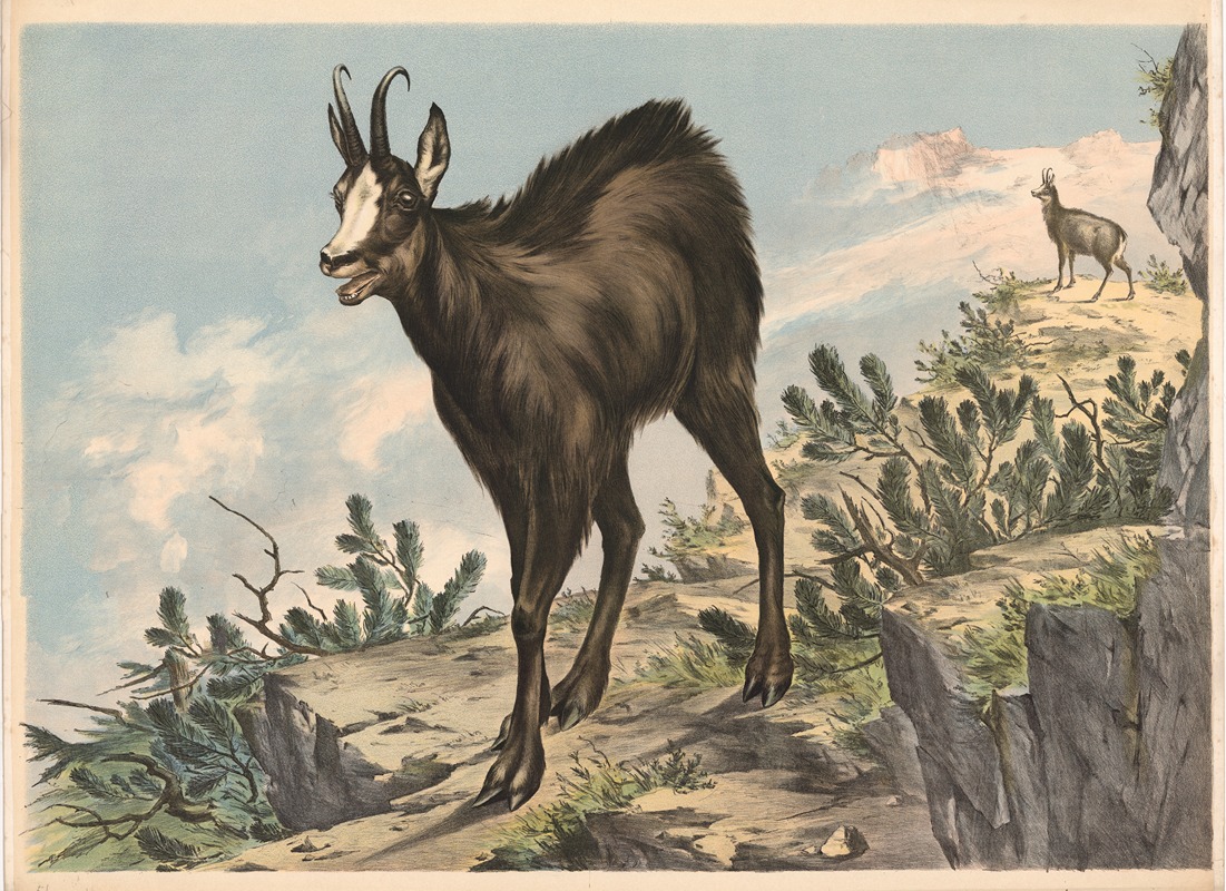 Gemse (Capella rupicapra) by Franz Engleder, 1860 — digital art print download