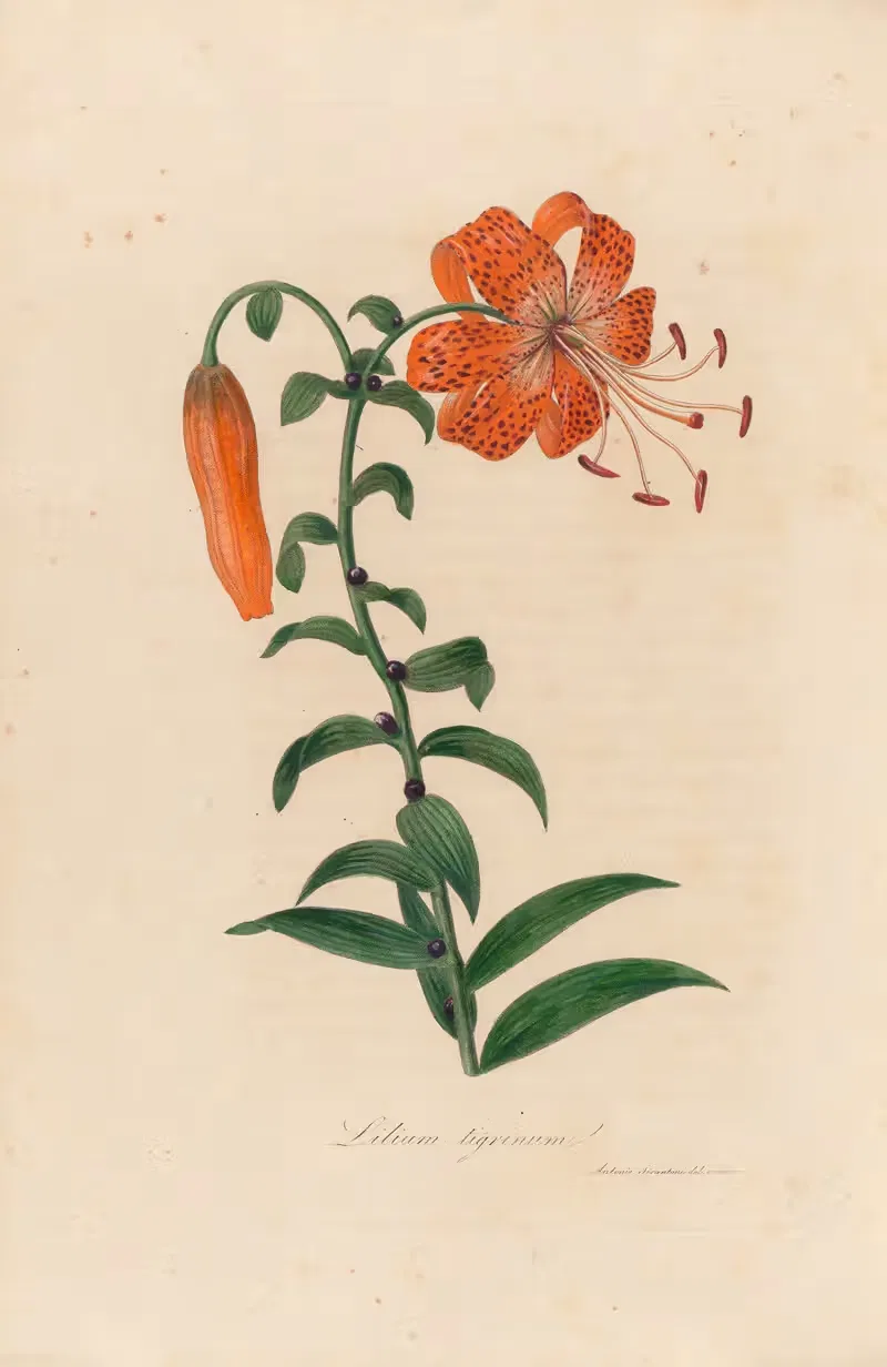 Lilium tigrinum by Gaetano Savi, 1818-1824 — digital art print download
