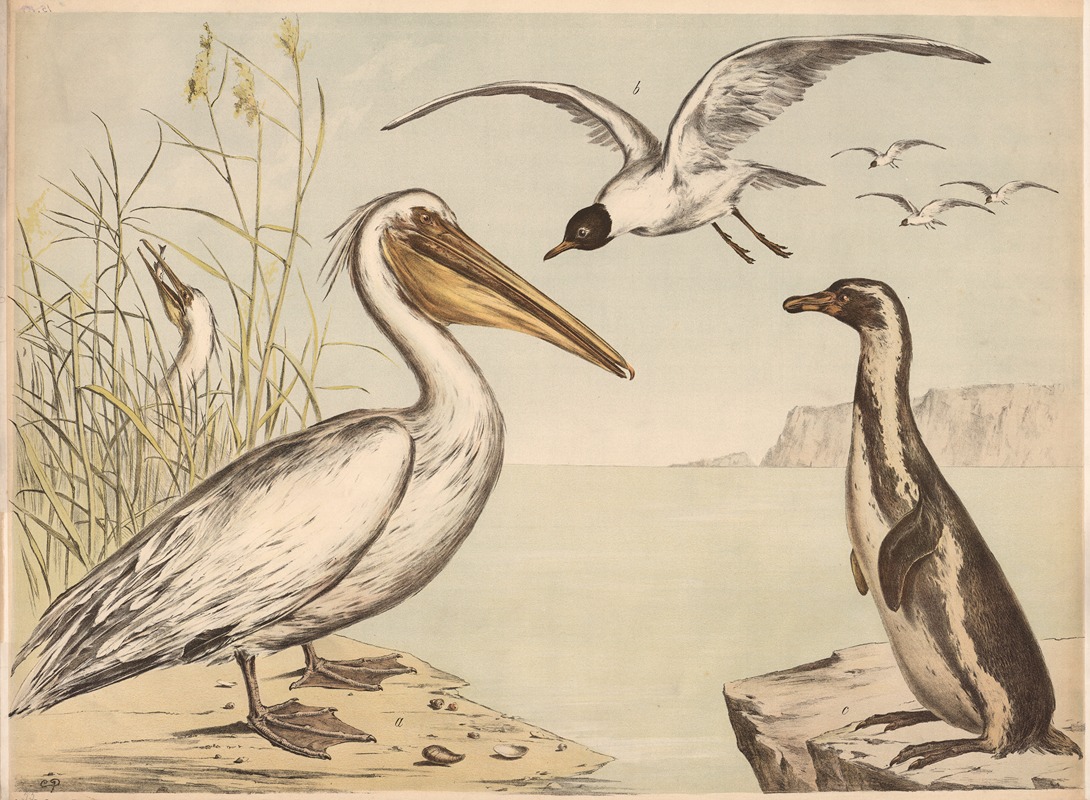 Pelikan Möve Pinguin by Franz Engleder, 1860 — digital art print download
