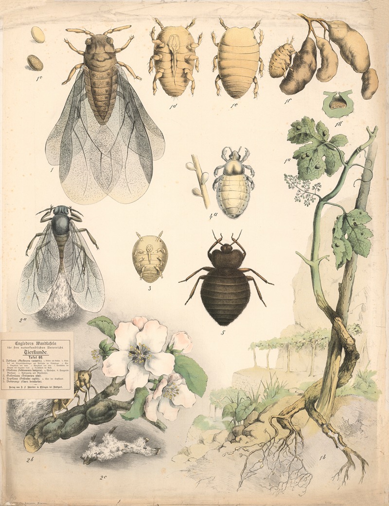 Head lice, pubic lice, etc. by Franz Engleder, 1860 — digital art print download